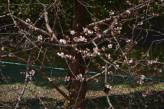 ソメイヨシノ開花