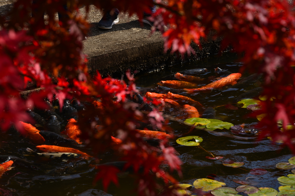 秋色と鯉