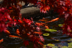 秋色と鯉