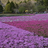 芝桜3
