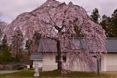 満開の桜