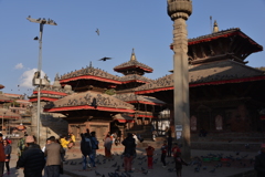 鳩にとっての世界遺産