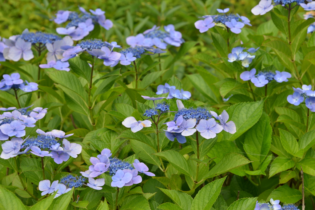 紫陽花