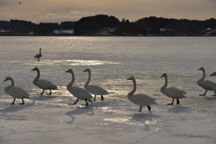 夕方の白鳥