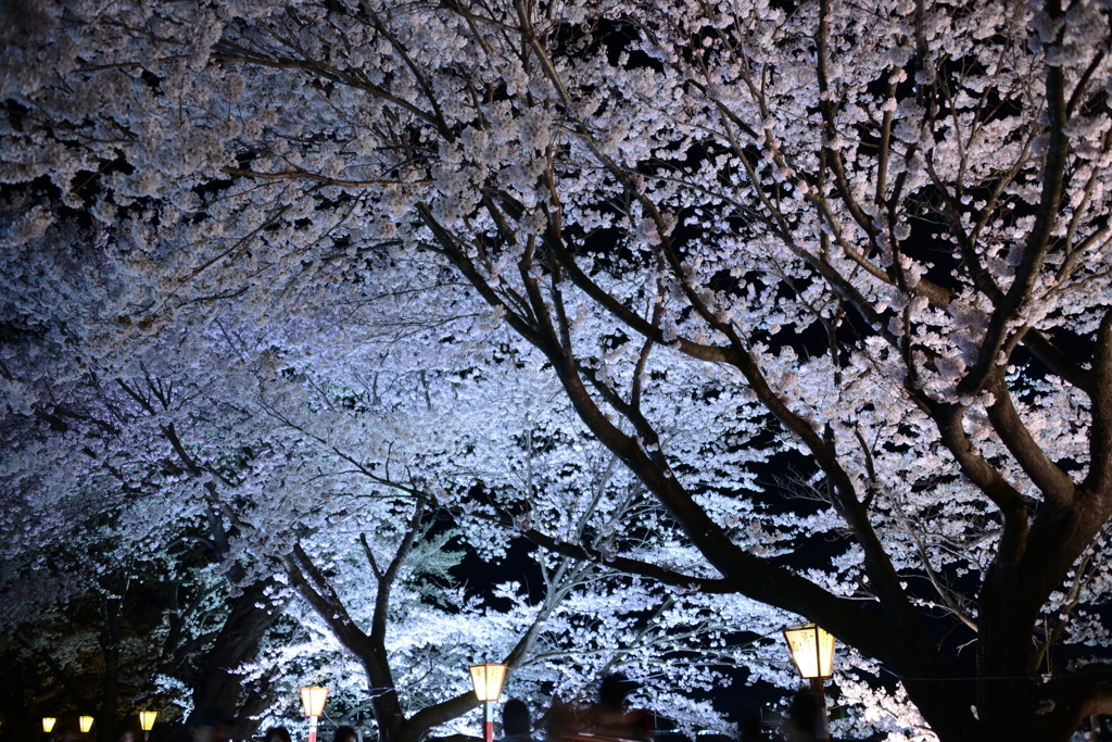 夜桜3