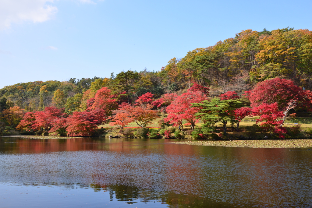 池の紅葉