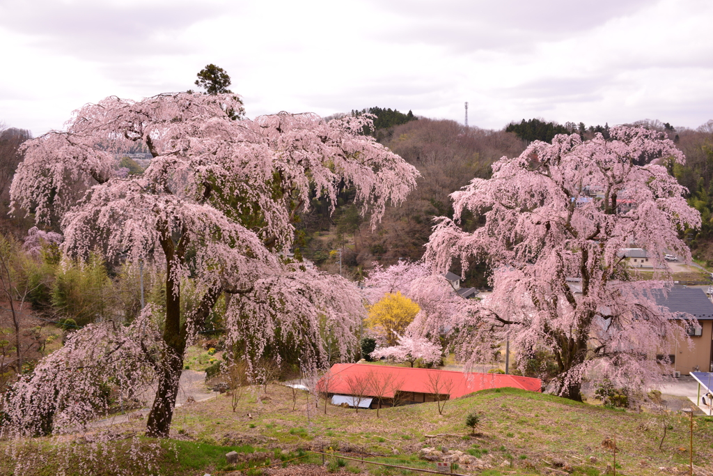 浪岡邸の桜２