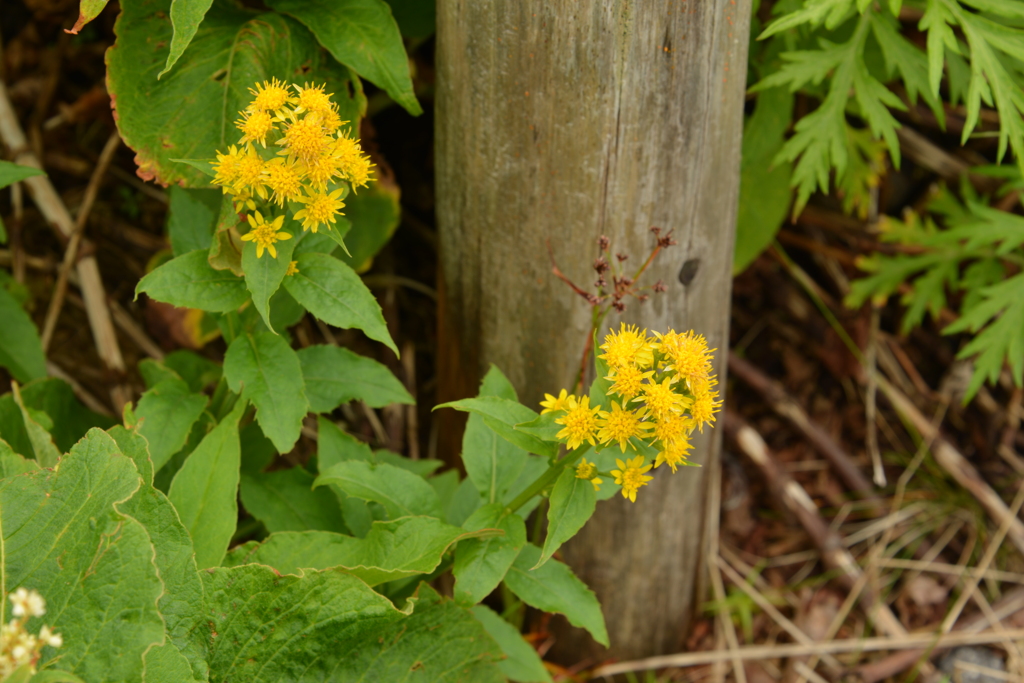 ミヤマアキノキリンソウ