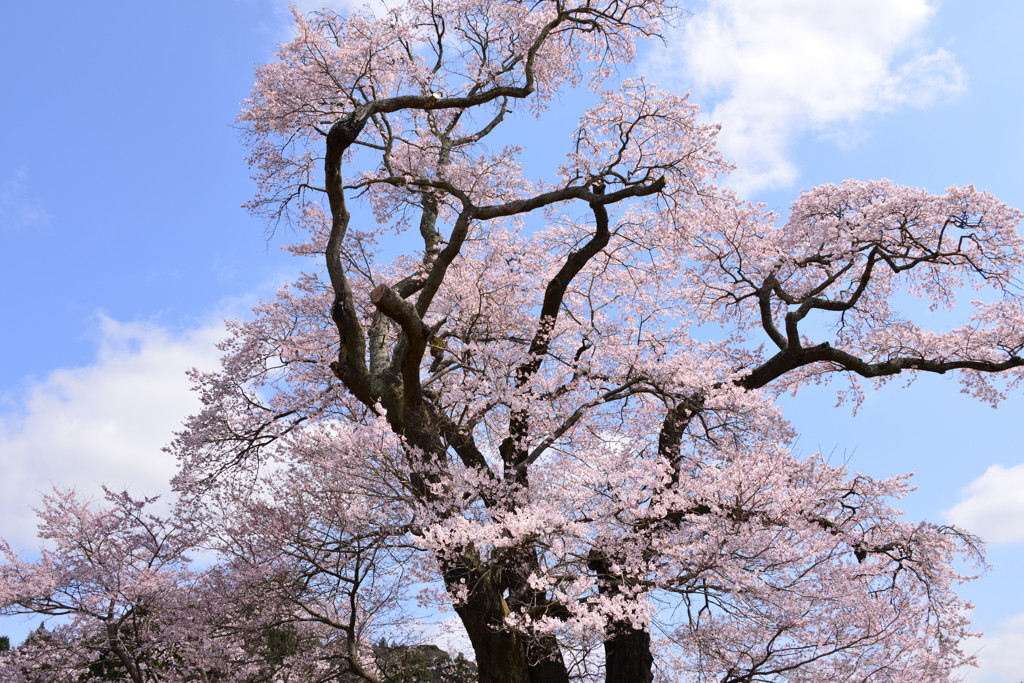 塩ノ崎の大桜