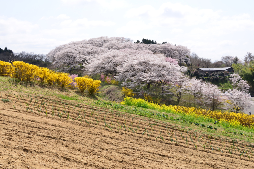 畑の奥の桜