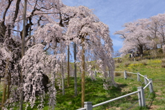垂れ桜
