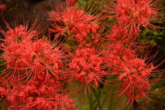 華美（はなび）