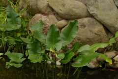 葉っぱの集まり