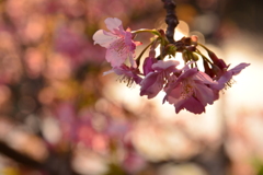 観桜