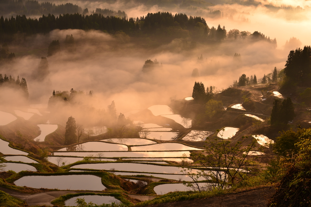 霧と棚田