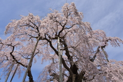 観桜中。