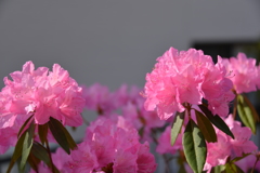 朝日に照らされて