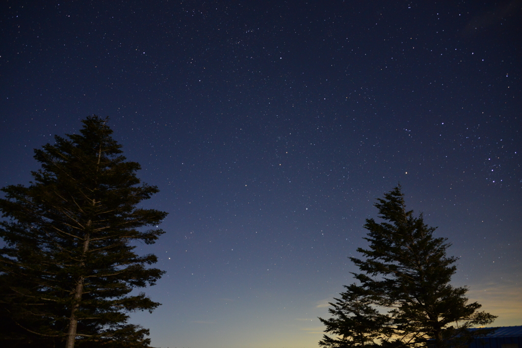 木と星空