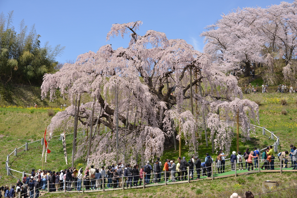滝桜の全景
