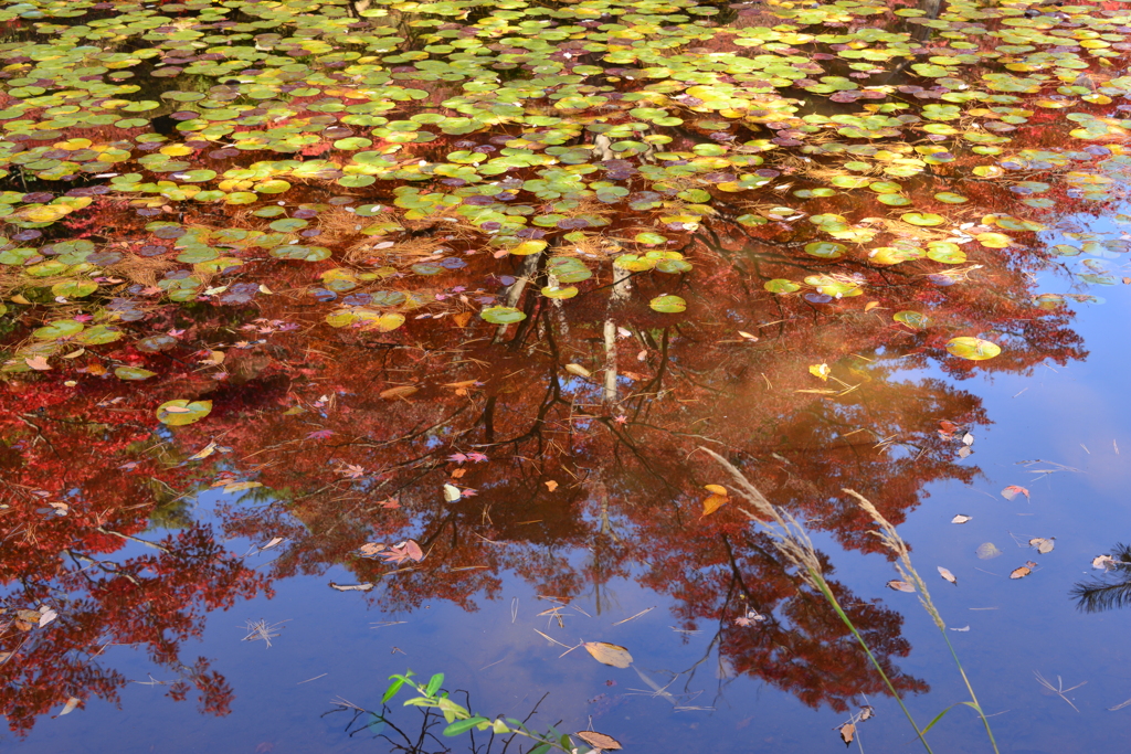 蓮の葉とリフレクション