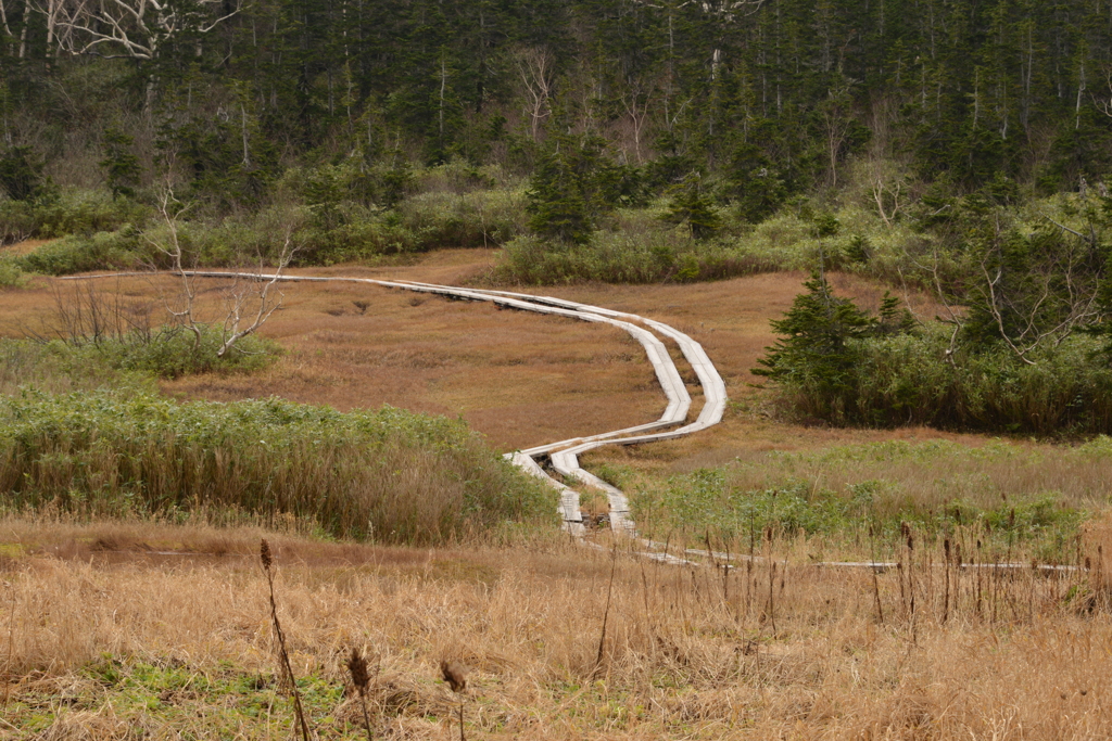 ひっそり存在する道