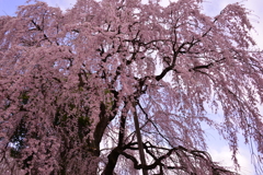 桜の景色