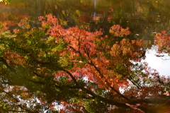 逆さ紅葉