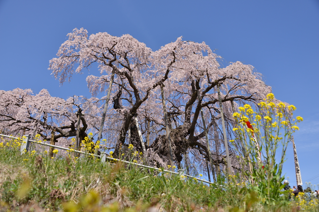 滝桜のある風景