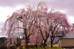 二色の桜