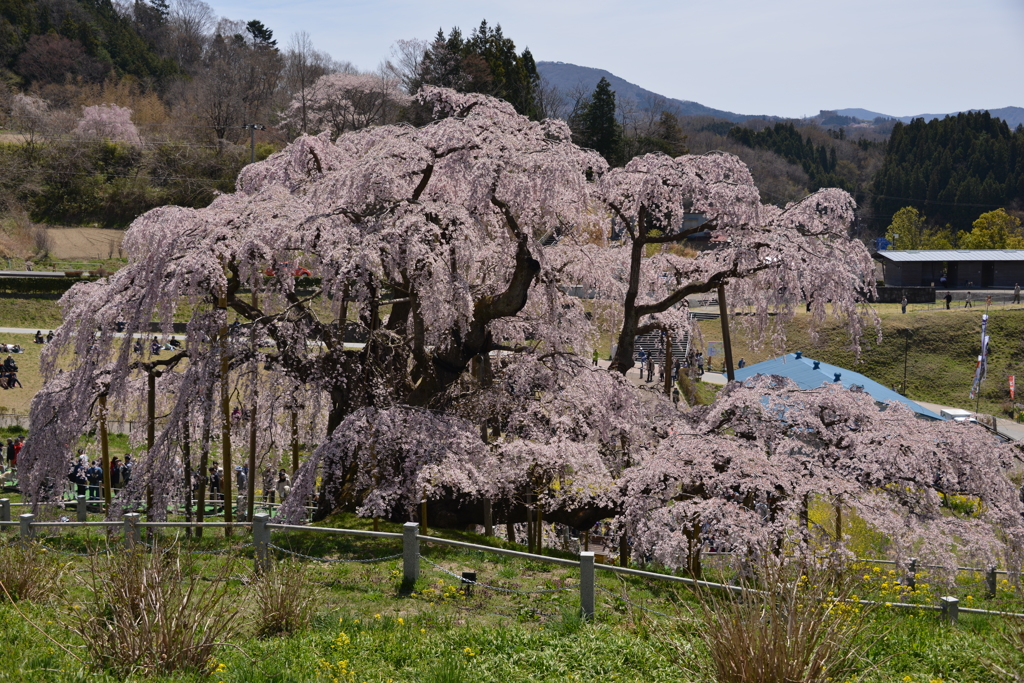 背面から望む。