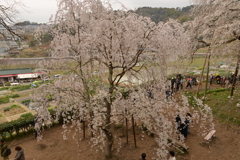 高台からの桜