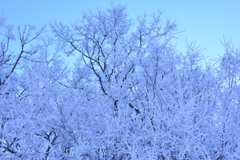 雪華鑑賞