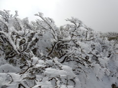 雪華の鑑賞