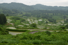 梅雨入り後の棚田