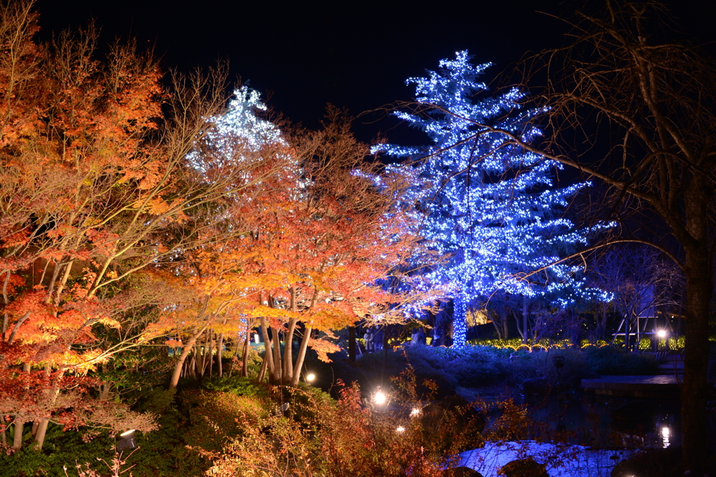 イルミネーションと紅葉