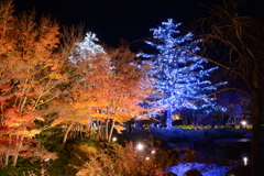 イルミネーションと紅葉