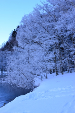 池畔の霧氷