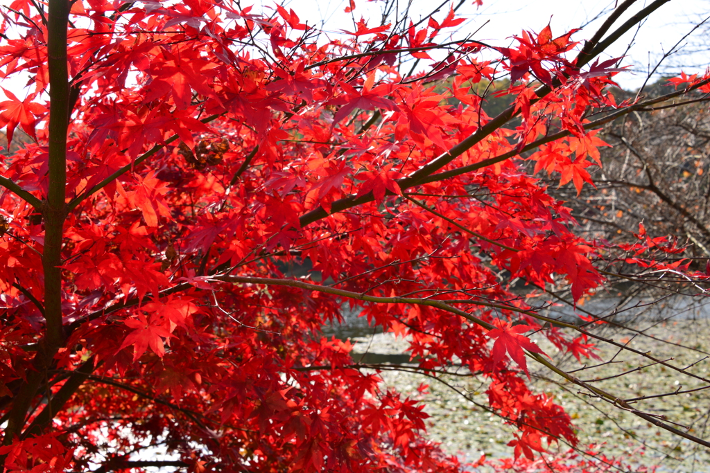 池と紅葉