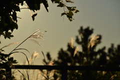 夕方のススキ