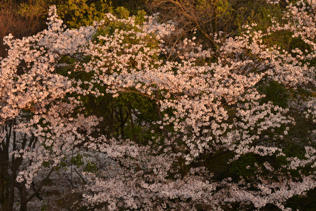 夕方の桜
