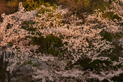 夕方の桜