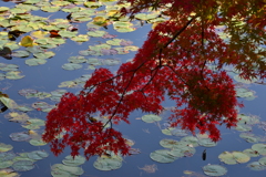 紅葉と蓮池