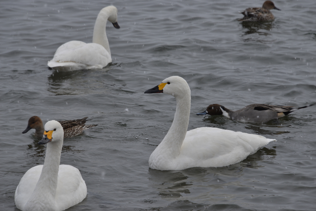 白鳥とカモ