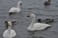 白鳥とカモ