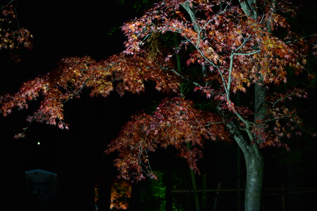 夜の紅葉