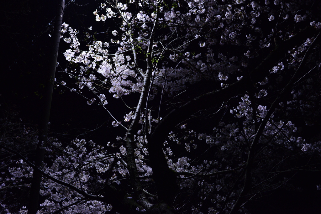 夜桜