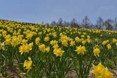 スキー場に咲く水仙