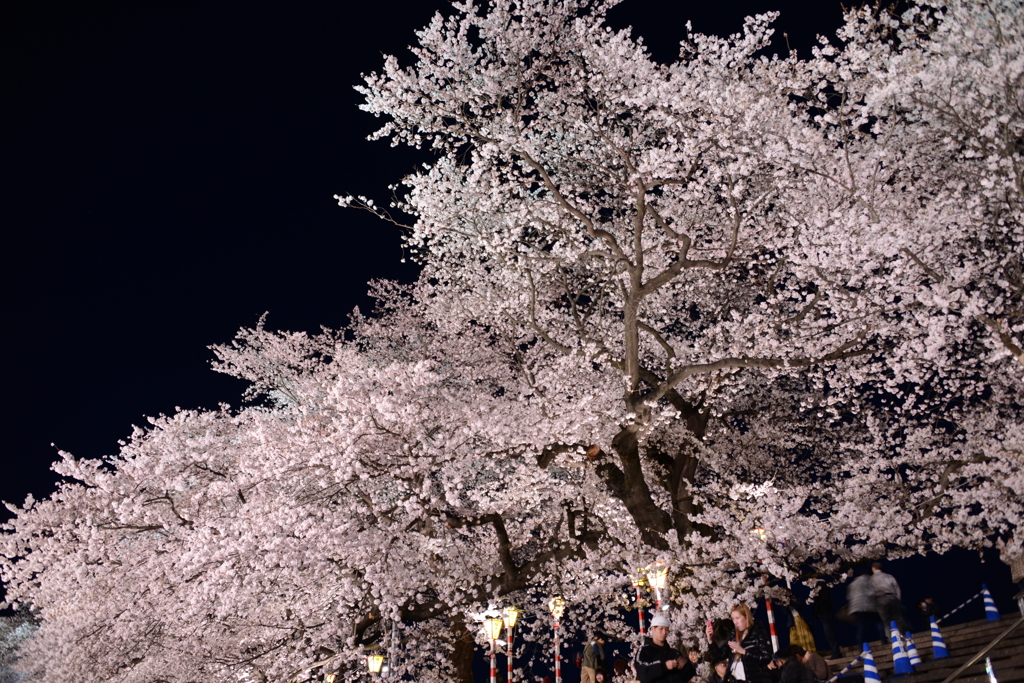 夜桜1