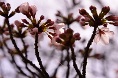 淡色の桜