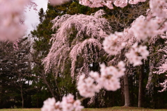 サクラ越しの桜